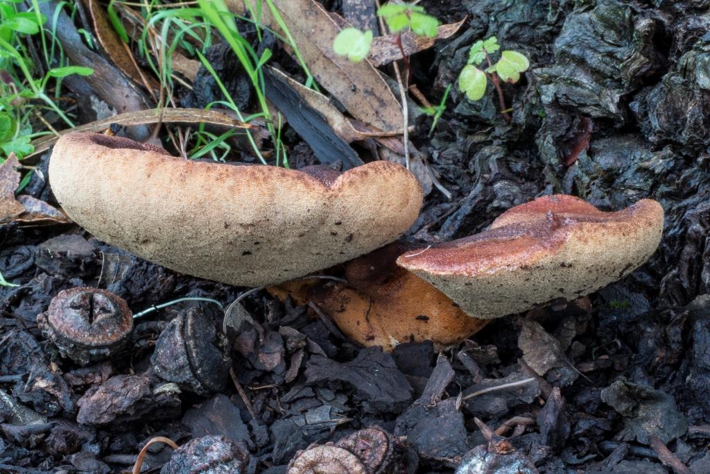 Fistulina hepatica 1024x768