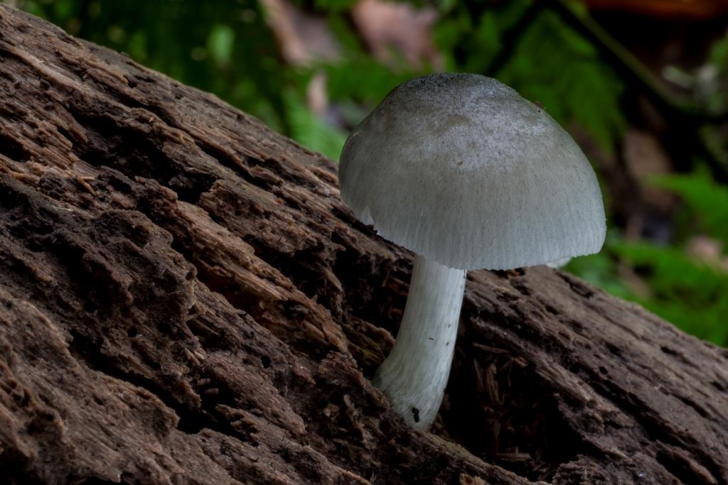 Pluteus salicinus 1024x768