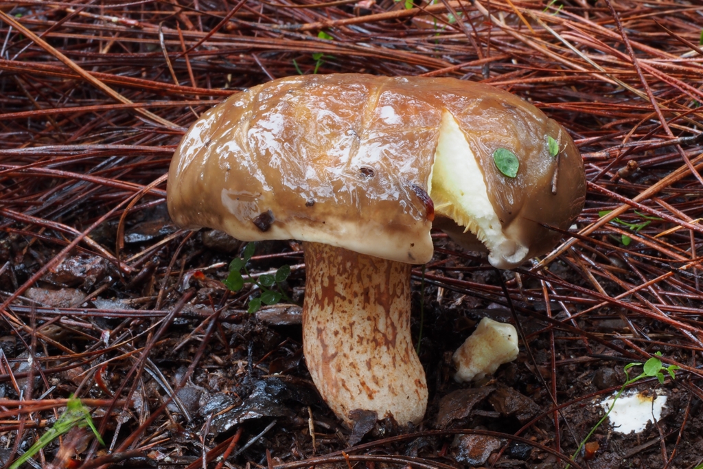 Suillus bellinii 1024x768